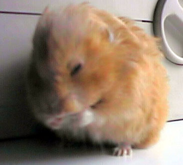 [My Hamster Honey]